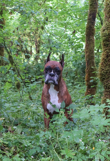 Lyric | jesticboxers